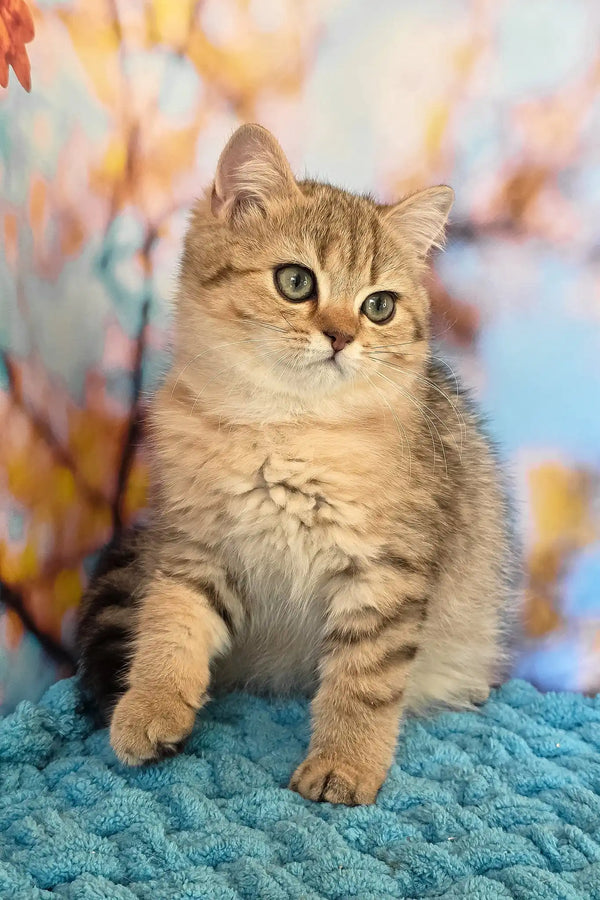 Ulya | british shorthair kitten