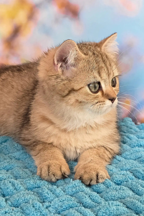 Ulya | british shorthair kitten