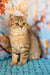 Ulya | british shorthair kitten