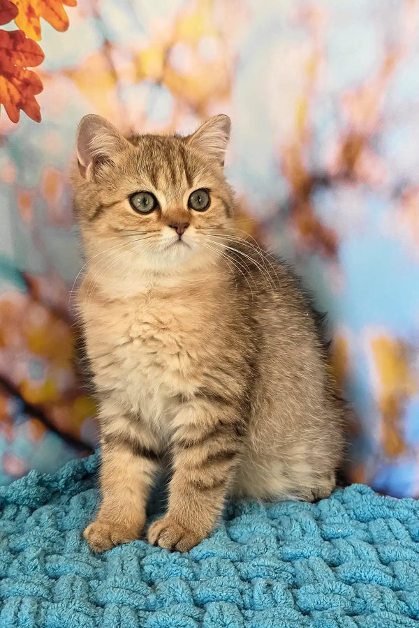 Ulya | british shorthair kitten