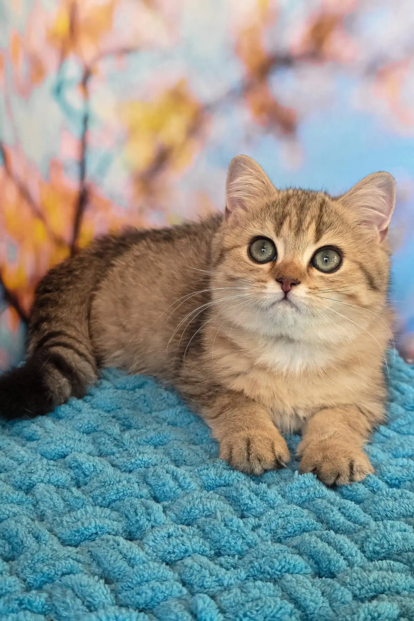 Ulya | british shorthair kitten