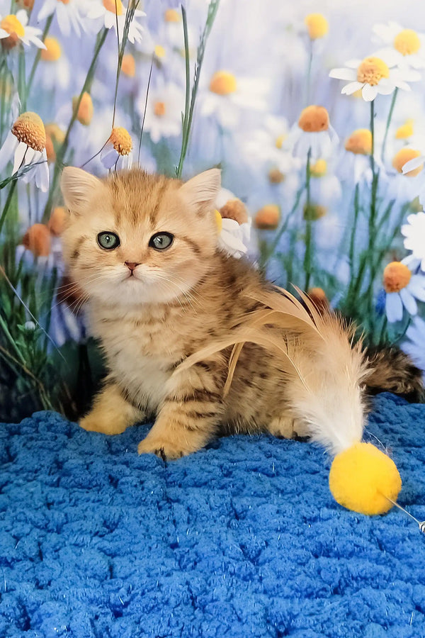 Ulya | british shorthair kitten
