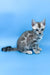 Ulysses | bengal kitten