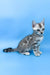 Ulysses | bengal kitten