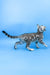 Ulysses | bengal kitten