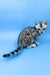 Ulysses | bengal kitten