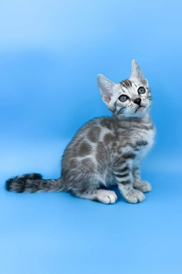 Ulysses | bengal kitten