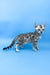 Ulysses | bengal kitten