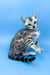 Ulysses | bengal kitten