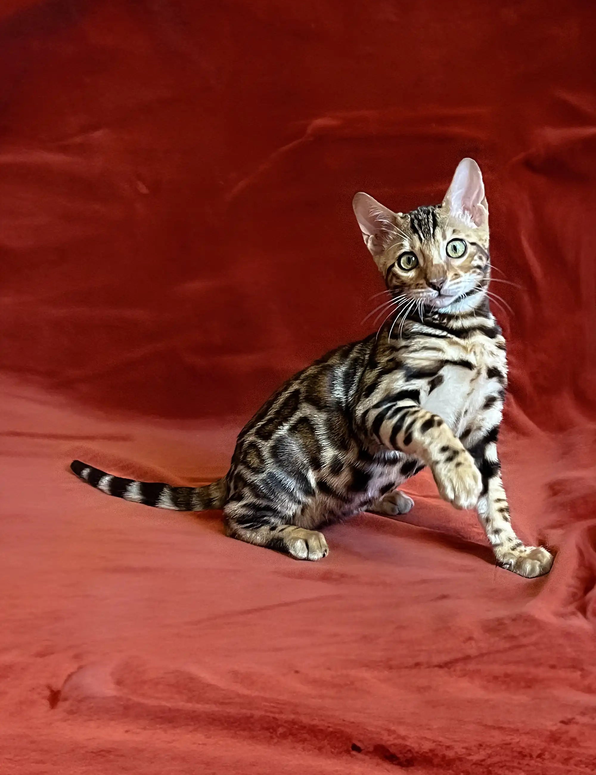 Bengal Kittens For Sale Ulysses | Kitten