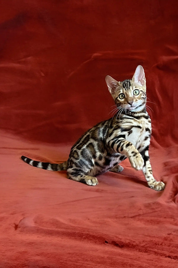 Ulysses Bengal Kitten showing off its spotted coat on a vibrant red surface