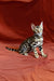 Ulysses Bengal kitten sitting upright, showing off unique striped markings