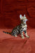 Ulysses Bengal kitten sitting alert, showcasing the playful spirit of Bengal cats