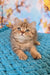 Uma | british shorthair kitten