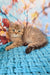 Uma | british shorthair kitten