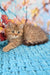Uma | british shorthair kitten