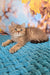 Uma | british shorthair kitten