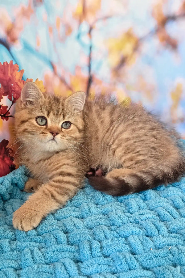 Uma | british shorthair kitten