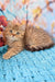 Uma | british shorthair kitten
