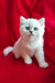 Adorable White Kitten Uma with bright blue eyes and fluffy fur, British Shorthair breed