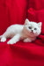 White British Shorthair kitten Uma with blue eyes resting on red fabric