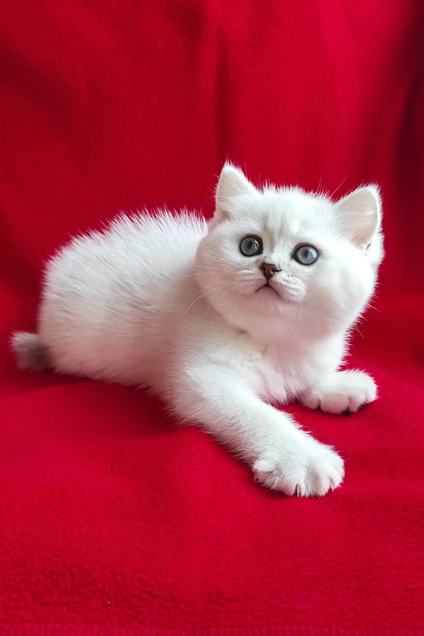 White fluffy British Shorthair kitten named Uma with bright blue eyes