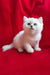 Adorable White Persian kitten with stunning blue eyes in Uma | British Shorthair Kitten