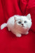 White Persian kitten with bright blue eyes in Uma British Shorthair Kitten product