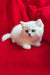 White Persian kitten with blue eyes featured in Uma | British Shorthair Kitten product