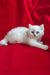 White Persian kitten with blue eyes lounging, perfect for Uma | British Shorthair Kitten