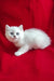 Cute White Persian kitten with bright blue eyes in Uma’s British Shorthair collection