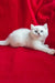 White Persian kitten with blue eyes chilling, perfect for Uma | British Shorthair Kitten