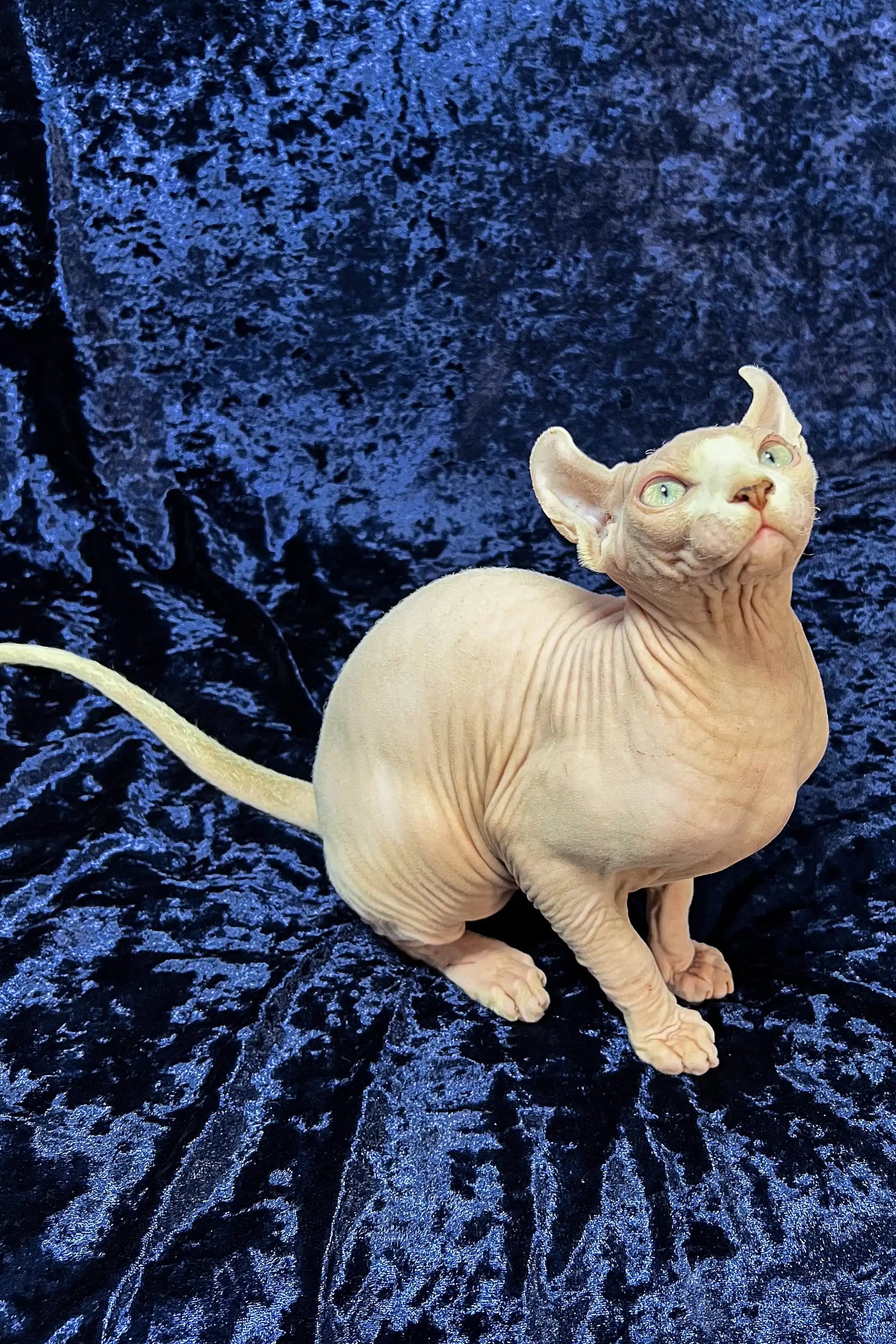 Hairless Sphynx Cats for Sale Uma | Elf Kitten
