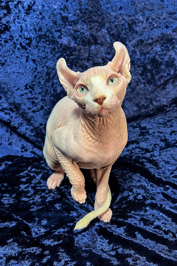 Cute Hairless Sphynx cat showcasing its wrinkled skin and big ears, perfect Elf Sphynx Kitten