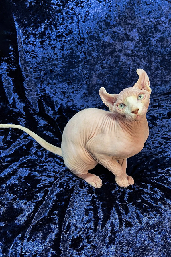 Cute Hairless Sphynx cat with big ears, perfect for your Elf Sphynx Kitten collection