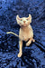 Hairless Elf Sphynx kitten with large ears sitting on dark fabric