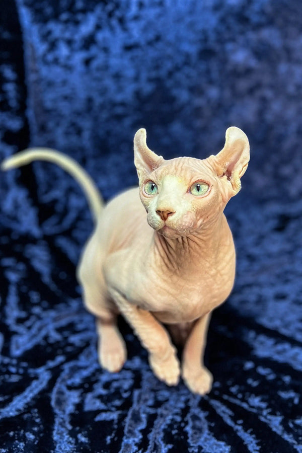 Cute Hairless Sphynx cat with green eyes, perfect Elf Sphynx Kitten companion