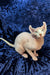 Cute Elf Sphynx Kitten with big ears and eyes, perfect for cat lovers