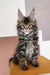 Uma | maine coon kitten