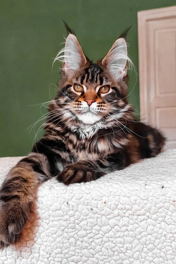 Uma | maine coon kitten