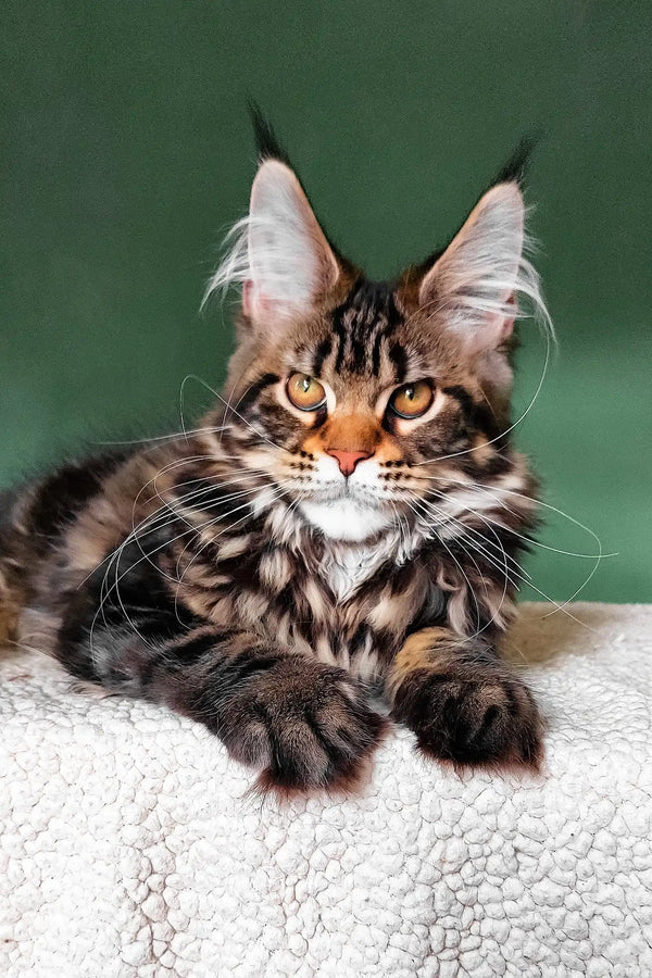 Uma | maine coon kitten