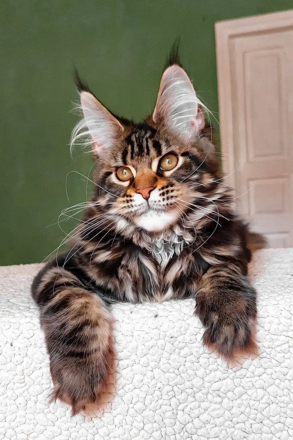 Uma | maine coon kitten