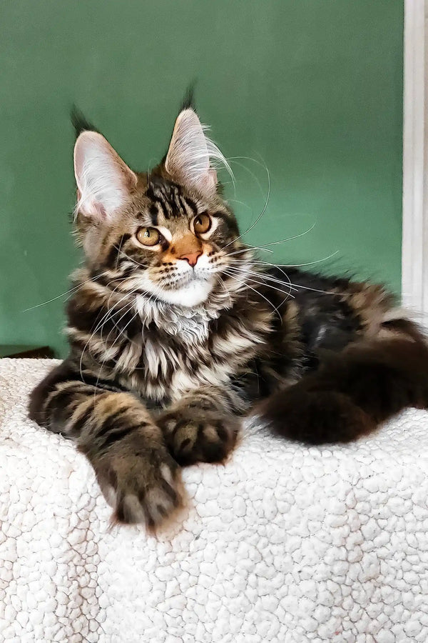 Uma | maine coon kitten