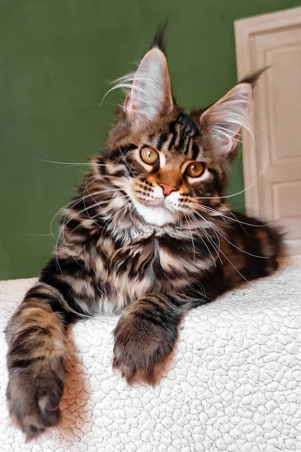 Uma | maine coon kitten