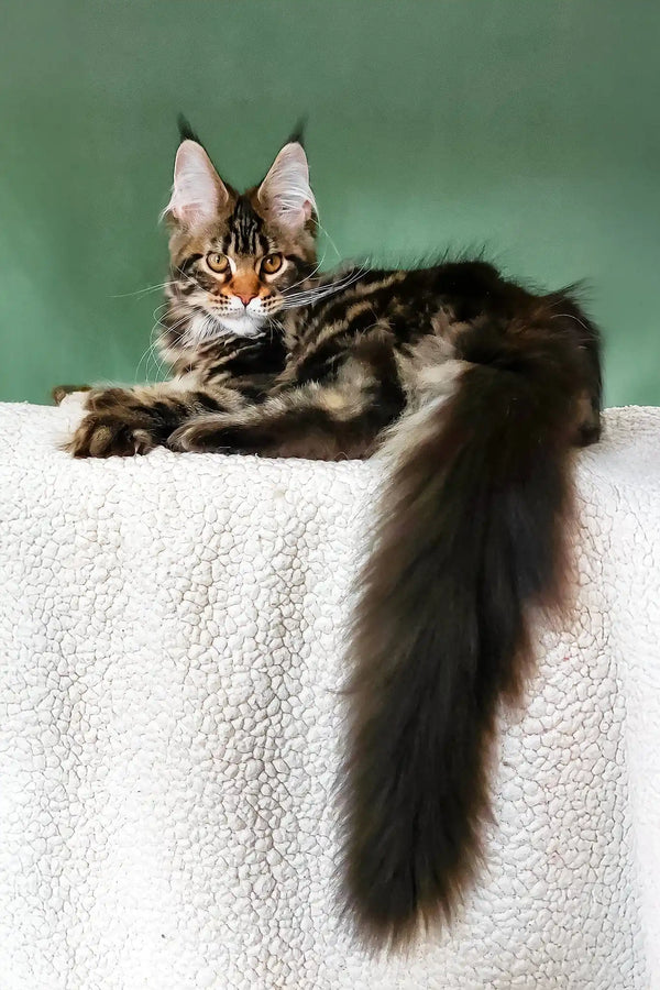Uma | maine coon kitten
