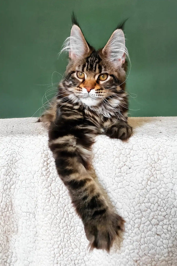 Uma | maine coon kitten