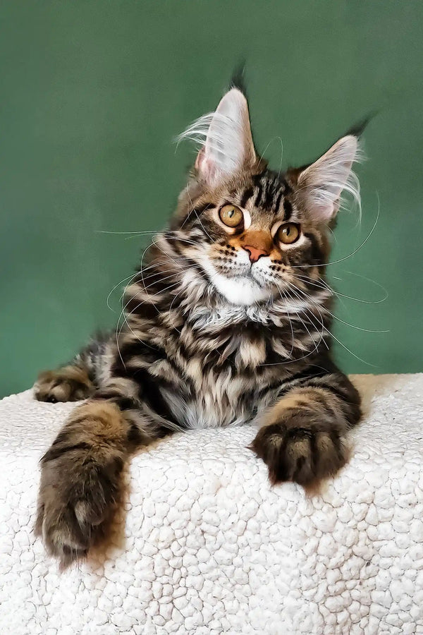 Uma | maine coon kitten
