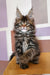 Uma | maine coon kitten