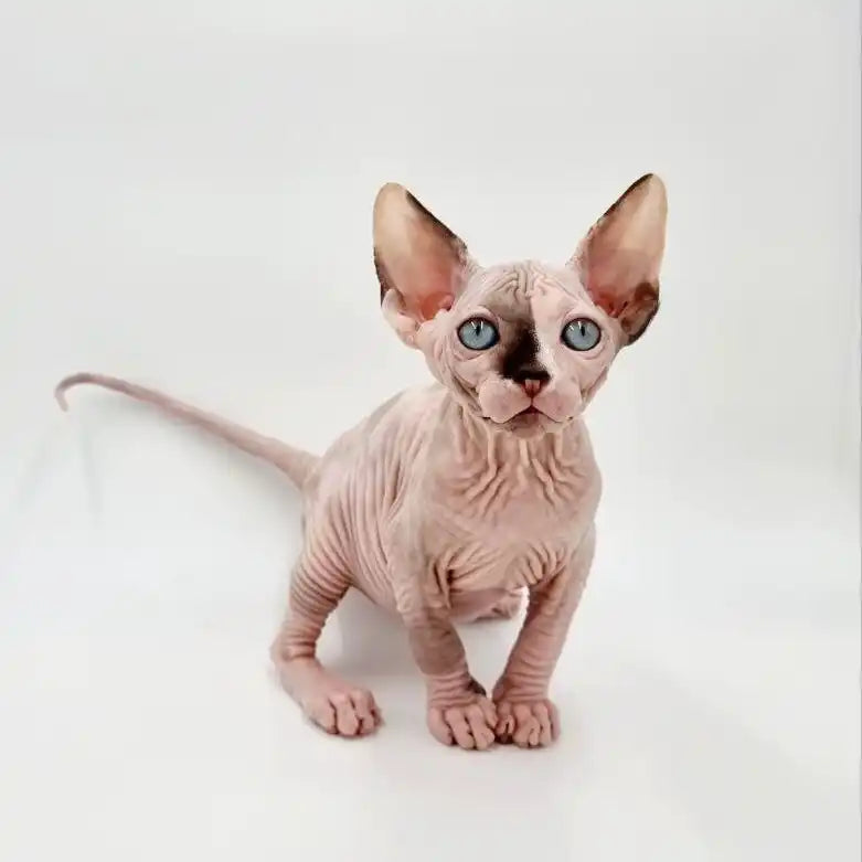 Sphynx Cats for Sale | Kittens For Uma | Kitten