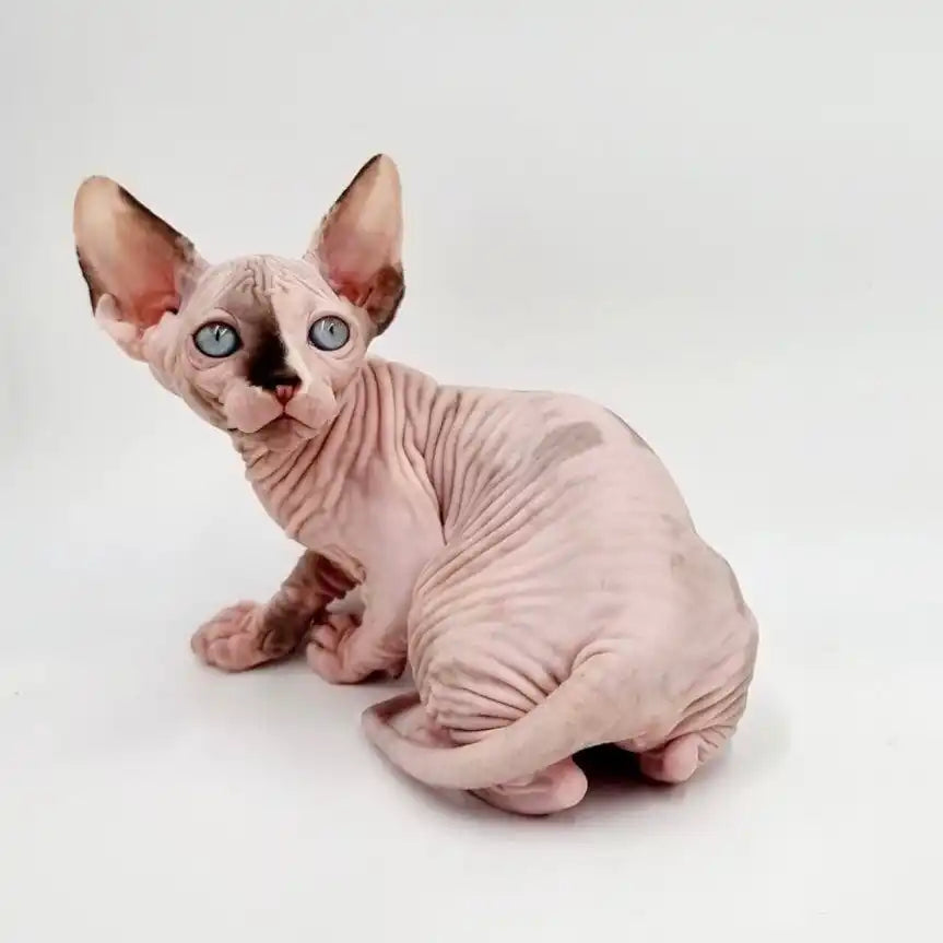 Sphynx Cats for Sale | Kittens For Uma | Kitten
